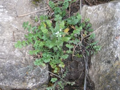 Wildkresse Cardamine amara Samen