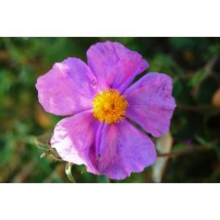 Taurische Zistrose Cistus incanus ssp. Tauricus Pflanze