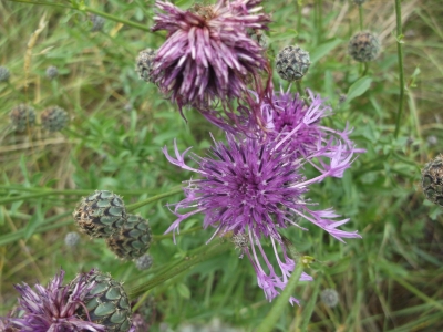 Saflor Bergscharte Rhaponticum carthamoides Pflanze