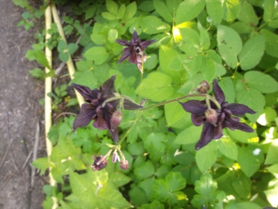 Akelei Barlow Schwarz Aquilegia vulgaris Samen