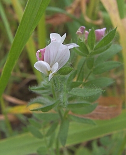 Echte Serradella Ornithopus sativa Samen