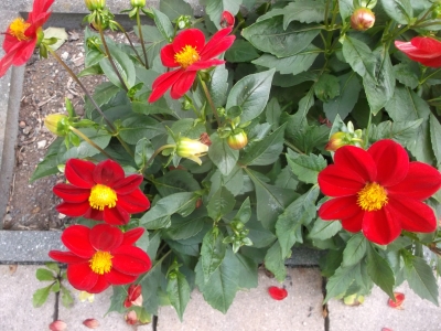 Tagetes Paprikagewürz Tagetes tenuifolia Red Gem Pflanze