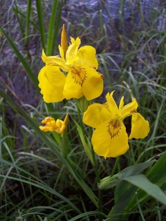 Sumpfschwertlilie Iris pseudacorus Samen