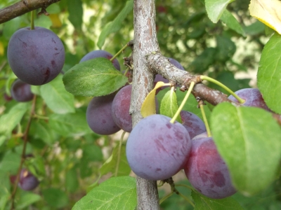 Mirabelle blaue Prunus domestica Pflanze