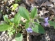 Lungenkraut Pulmonaria officinalis Pflanze***