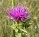 Mariendistel Sylbina Silybum marianum Pflanze***