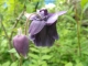 Akelei Blue Barlow gefüllt Aquilegia vulgaris Samen***