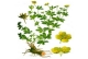 Blutwurz Potentilla tormentilla Samen***