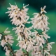 Schneeforsythie Roseum Pflanze***
