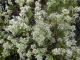 Löffelkraut Cochlearia officinalis Pflanze***