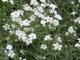 Hornkraut Cerastium tomentosum Pflanze***
