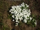 Schleifenblume Iberis sempervirens Pflanze***