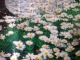 Zwergmargerite Chrysanthemum paludosum Samen***