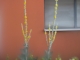 Königskerze Verbascum densiflorum Samen