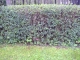 Heckenliguster ca.100 cm 10 St.***