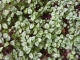 Goldnessel Lamiastrum galeobdolon&quote;Florentinum&quote;Pflanze***