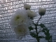Chinesische Teechrysantheme Ju Hua Pflanze***