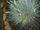 Blauschwingel Festuca glauca Pflanze***