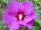 Garteneibisch&quote;Woodbridge&quote; Hibiskus syriacus Pflanze***