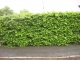 Hainbuche wurzelnackt 50-80cm 5 St.***