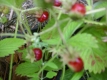 Erdbeere PROFUMATA DI TORTONA Pflanze