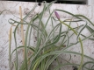 Zimmerknoblauch Tulbaghia violacea variegata Pflanze