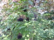 Schwarzer Holunder Sambucus nigra Samen