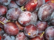Grosse Hauszwetschge Prunus domestica Pflanze
